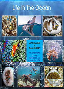 Colorful collage of photos depicting various marine life.